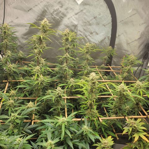 Popesicle growlog timeline photo