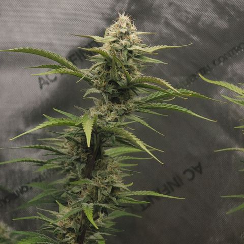 Popesicle growlog timeline photo