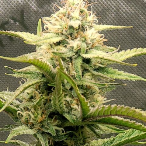 Popesicle growlog timeline photo
