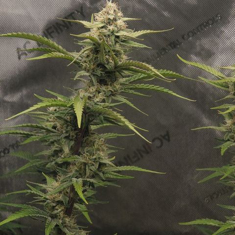 Popesicle growlog timeline photo