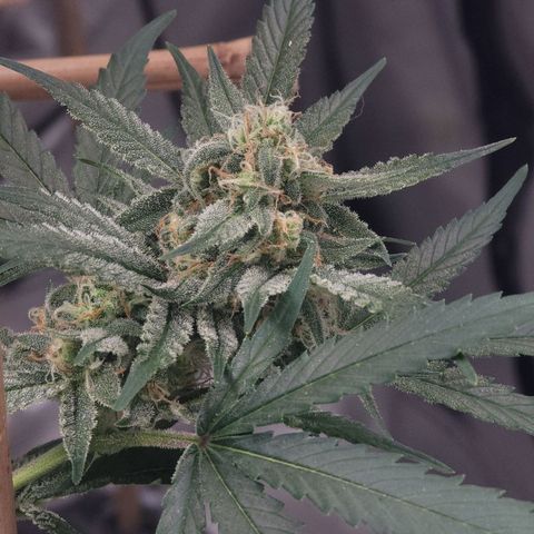 Popesicle growlog timeline photo