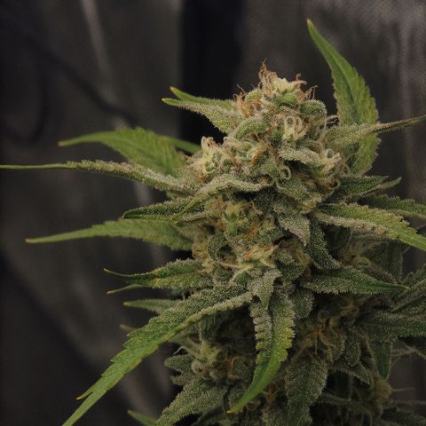 Popesicle growlog timeline photo