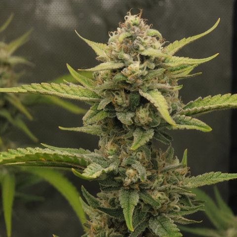 Popesicle growlog timeline photo