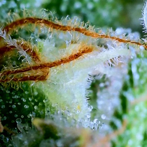 Popesicle growlog photo: Too much clear at this point