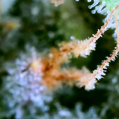 Popesicle growlog photo: Too much clear at this point