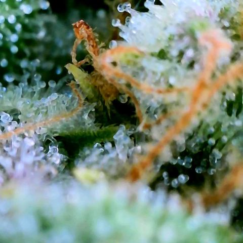 Popesicle growlog photo: Too much clear at this point