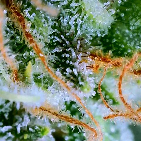 Popesicle growlog photo: Too much clear at this point