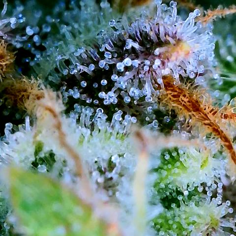 Popesicle growlog timeline photo