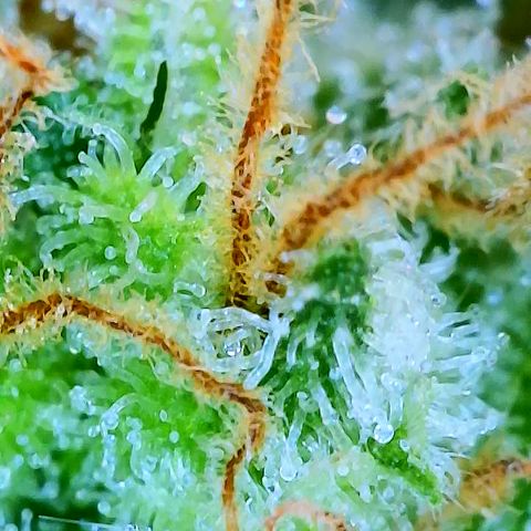 Popesicle growlog timeline photo