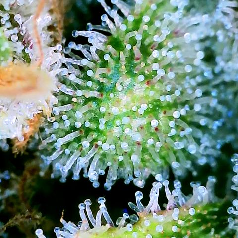 Popesicle growlog timeline photo