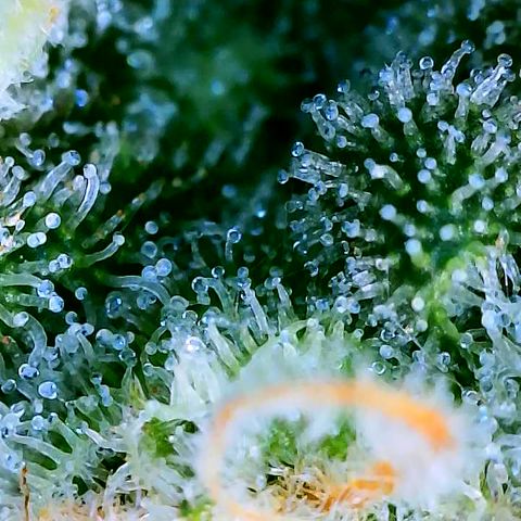 Popesicle growlog timeline photo