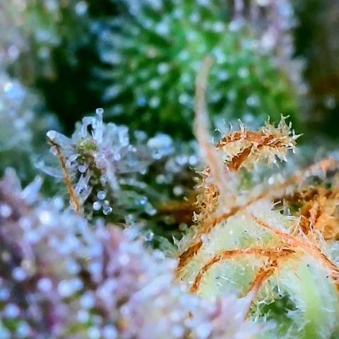 Popesicle growlog timeline photo