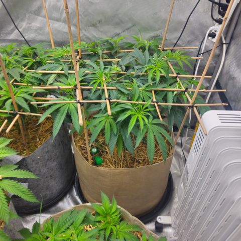 Lemon cherry gelato x jokerz #2 growlog timeline photo