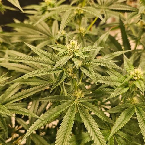Lemon cherry gelato x jokerz #2 growlog timeline photo