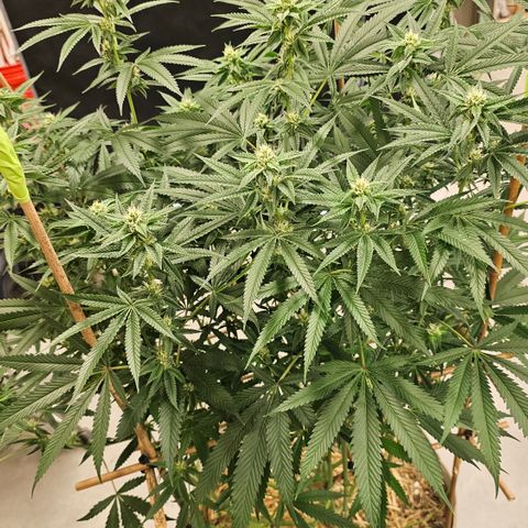 Lemon cherry gelato x jokerz #2 growlog timeline photo