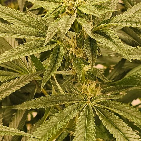 Lemon cherry gelato x jokerz #2 growlog timeline photo