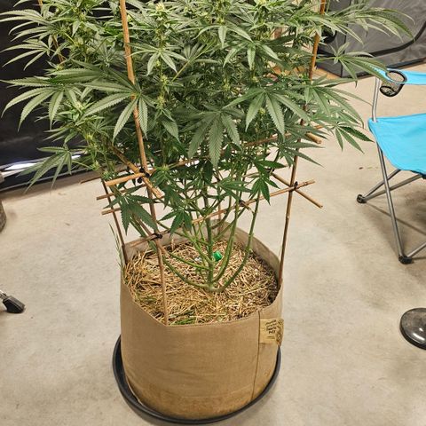 Lemon cherry gelato x jokerz #2 growlog timeline photo