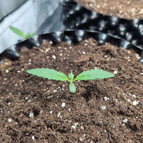 Blueberry Zkittlez Automatic growlog timeline photo