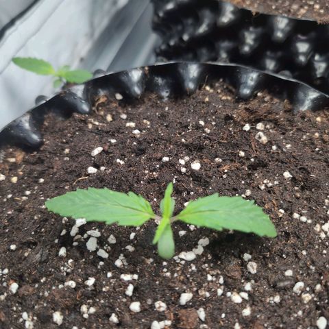 Blueberry Zkittlez Automatic growlog timeline photo
