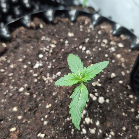 Blueberry Zkittlez Automatic growlog timeline photo