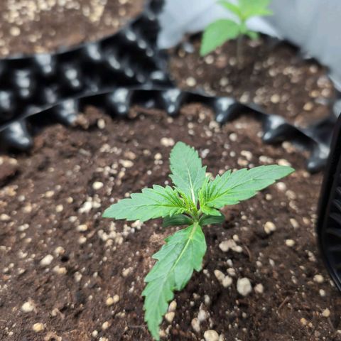 Blueberry Zkittlez Automatic growlog timeline photo