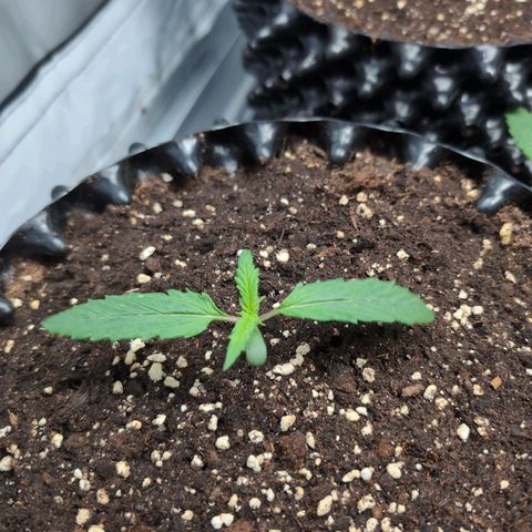 Blueberry Zkittlez Automatic growlog timeline photo