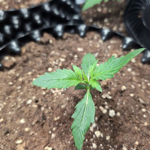 Blueberry Zkittlez Automatic growlog timeline photo