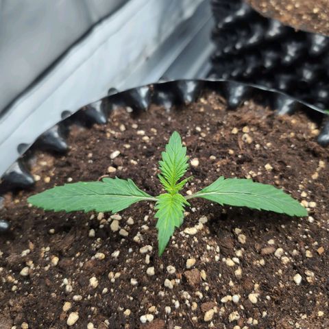 Blueberry Zkittlez Automatic growlog timeline photo