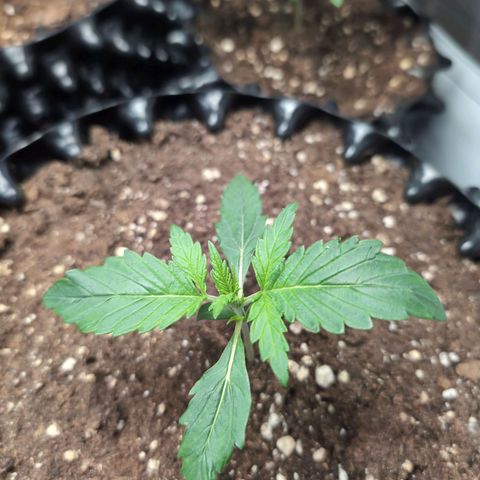Blueberry Zkittlez Automatic growlog timeline photo