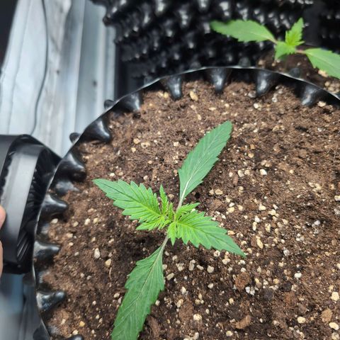 Blueberry Zkittlez Automatic growlog timeline photo