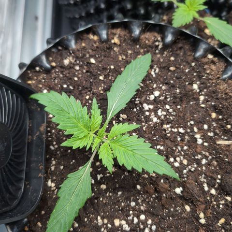 Blueberry Zkittlez Automatic growlog timeline photo