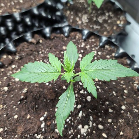 Blueberry Zkittlez Automatic growlog timeline photo