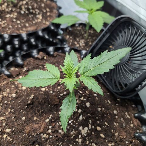 Blueberry Zkittlez Automatic growlog timeline photo