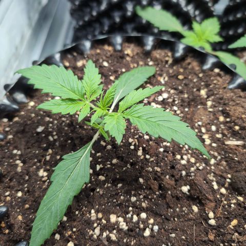 Blueberry Zkittlez Automatic growlog timeline photo