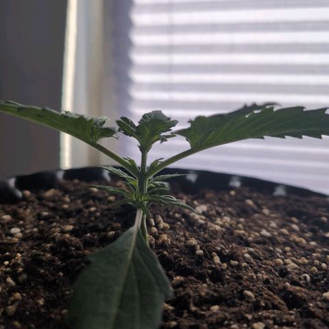 Blueberry Zkittlez Automatic growlog timeline photo