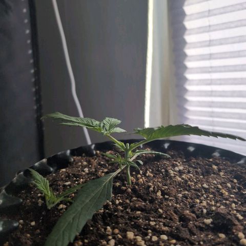 Blueberry Zkittlez Automatic growlog timeline photo