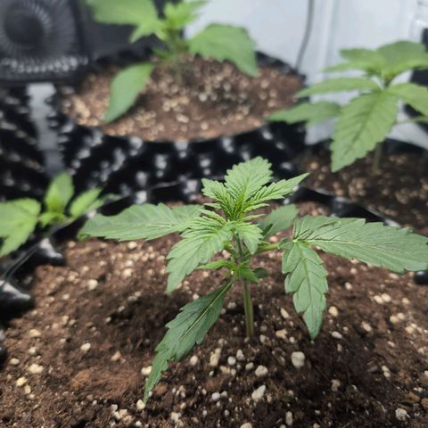 Blueberry Zkittlez Automatic growlog timeline photo