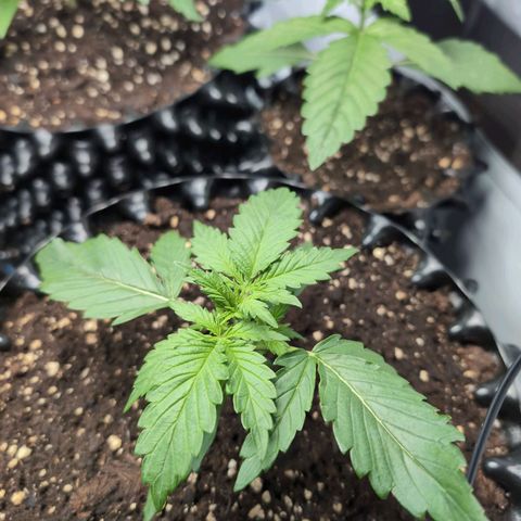 Blueberry Zkittlez Automatic growlog timeline photo
