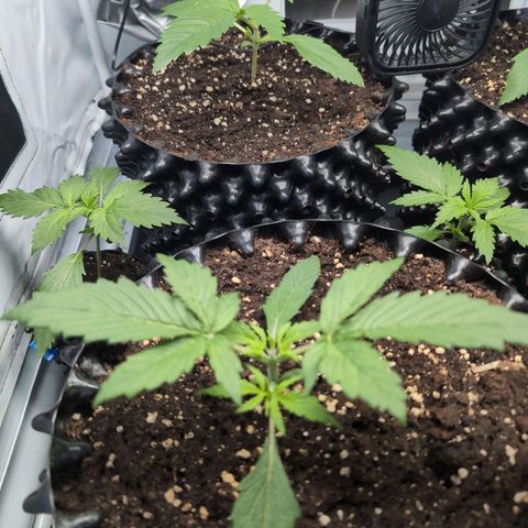 Blueberry Zkittlez Automatic growlog timeline photo