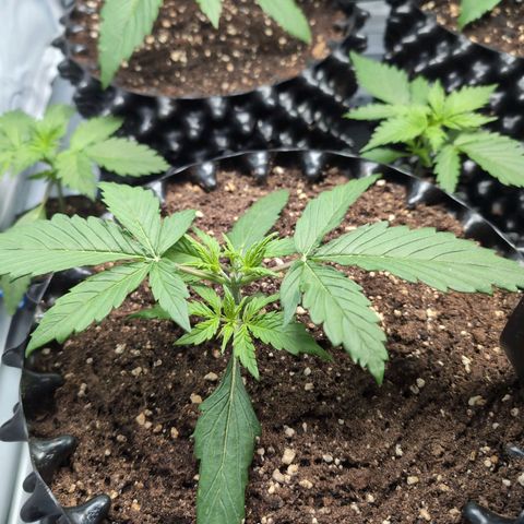 Blueberry Zkittlez Automatic growlog timeline photo