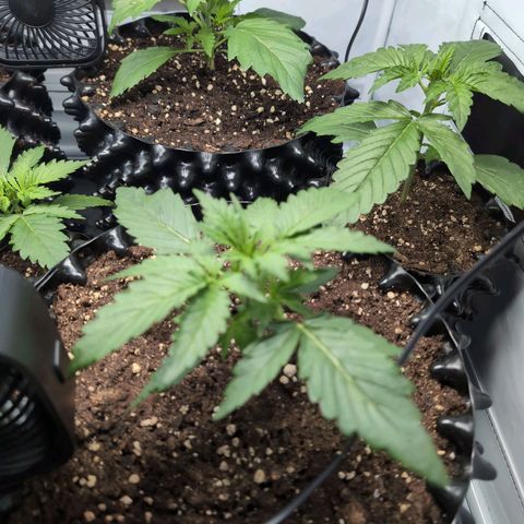Blueberry Zkittlez Automatic growlog timeline photo