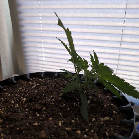 Blueberry Zkittlez Automatic growlog timeline photo