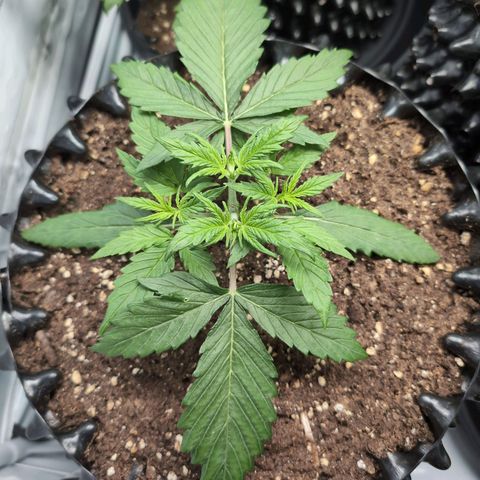 Blueberry Zkittlez Automatic growlog timeline photo