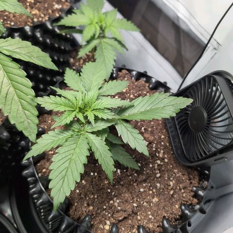 Blueberry Zkittlez Automatic growlog timeline photo