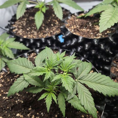 Blueberry Zkittlez Automatic growlog timeline photo