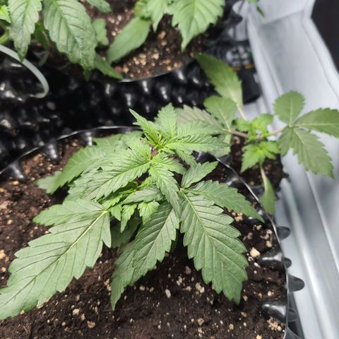 Blueberry Zkittlez Automatic growlog timeline photo