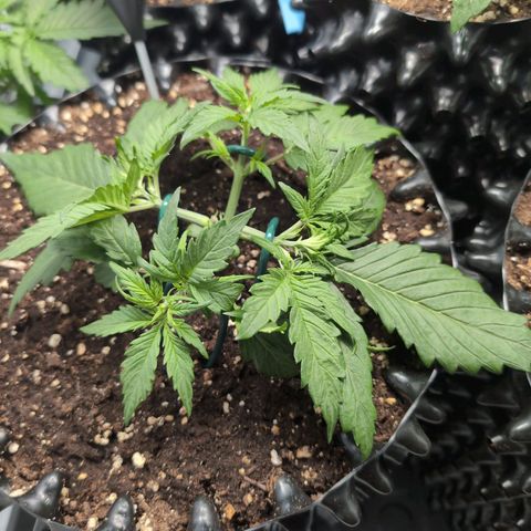 Blueberry Zkittlez Automatic growlog timeline photo