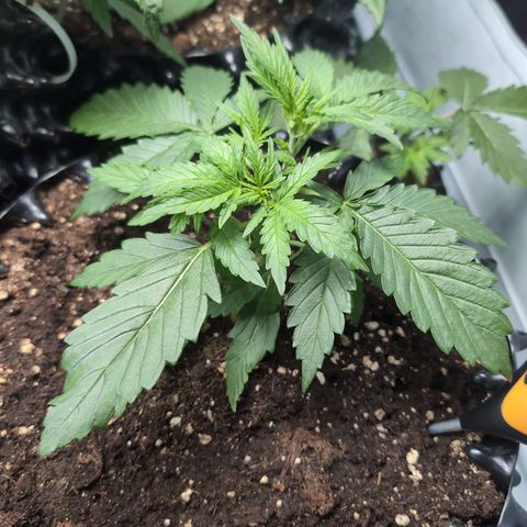 Blueberry Zkittlez Automatic growlog timeline photo