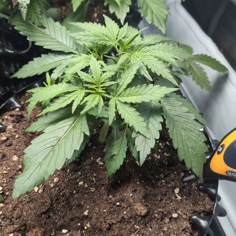 Blueberry Zkittlez Automatic growlog photo: Großer Trieb gebrochen:(