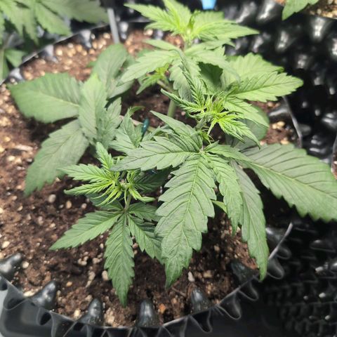 Blueberry Zkittlez Automatic growlog photo: Großer Trieb gebrochen:(